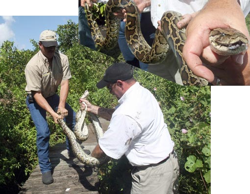 Permitted snake experts Greg Graziani and Shawn Heflick capture a 9 1/2 foot long Burmese Python in the Everglades. The state wildlife commission has approved them to hunt Burmese pythons. This is the first python caught in the states –‘special permit removal of nonnative reptiles on state lands’