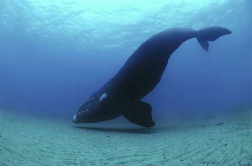 Far from busy ship lanes, a 40-foot southern right whale swims in safety near the remote Auckland Islands.