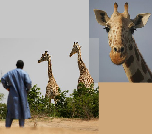 giraffes make surprising comeback in Africa