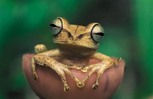 frogs, like this Gunther's banded treefrog (Hyla fasciata) in Tambopata Reserve, Peru, are amazingly diverse in rainforests