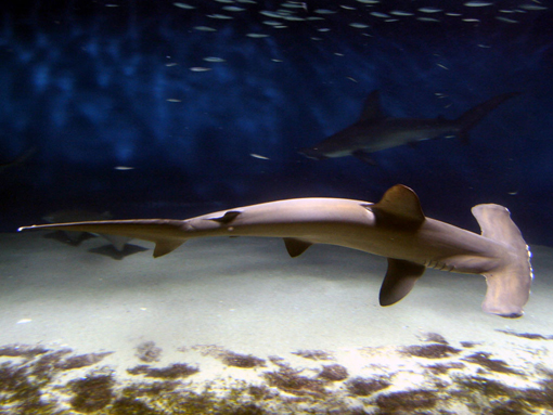 Every year, millions of shark fins are sold at Chinese markets to satisfy the demand for shark fin soup, a dish considered a delicacy. About 73 million sharks are killed for this trade each year, of which 1-3 million are hammerheads.
