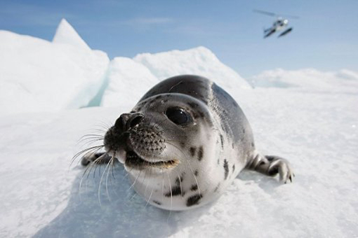 Canadian seal hunters lose bid to lift EU import ban
