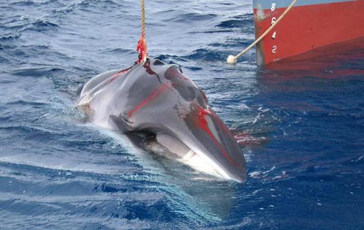 a minke whale harpooned by the Japanese whaling vessel Yushin Maru No 2