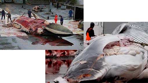 importing whale meat into the UK or Europe is in breach of international law