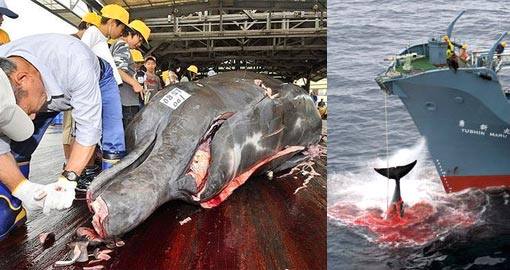 Left: Fishermen slaughter a 10m-long bottlenose whale at the Wada port in Minami-Boso city, Chiba prefecture, east of Tokyo; Right: the Nisshin Maru, a factory ship in a Japanese whaling fleet, injured a whale with its first harpoon attempt in January 2006