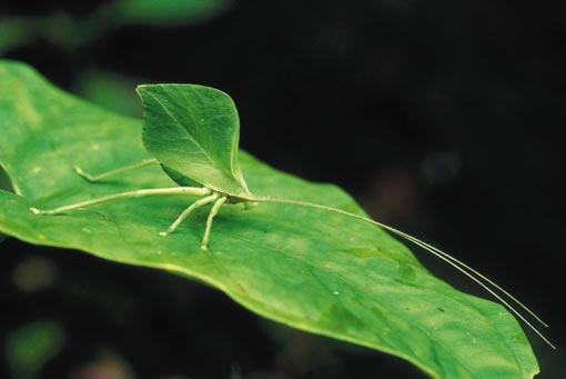 a leaf katydid is almost indistinguishable from the real thing. Manú National Park, Peru