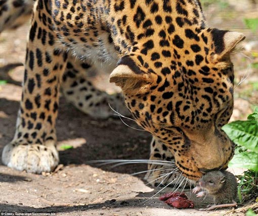 the surprised leopard bent down and sniffed the mouse and flinched a bit like she was scared