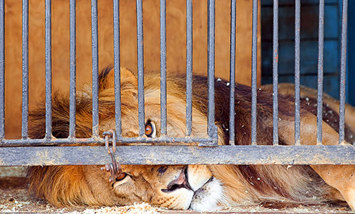 lion confined in a cage