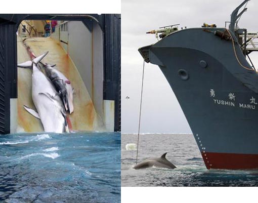 Left: A minke whale and her calf being towed up the rear ramp of the Japanese whaling vessel Yushin Maru No 2; Right: the slain carcass of a minke whale tied to the Japanese harpoon ship Yushin Maru 2