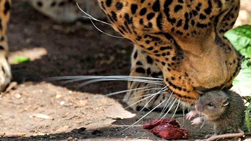 mouse just carried on eating the leopard’s lunch like nothing had happened