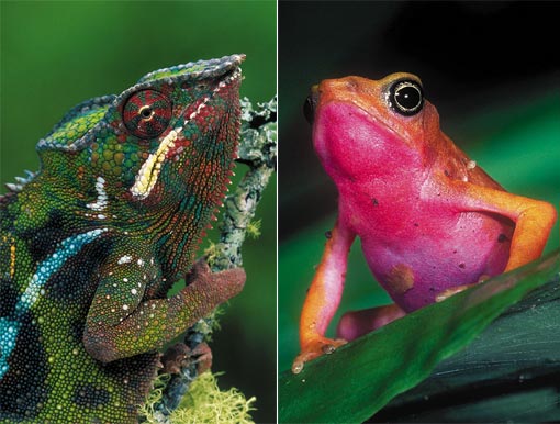 left: panther chameleon (Furcifer pardalis), Andasibe, Madagascar; right: harlequin frog (Atelopus flavescens) displays its bright warning colours in the rainforests of French Guiana