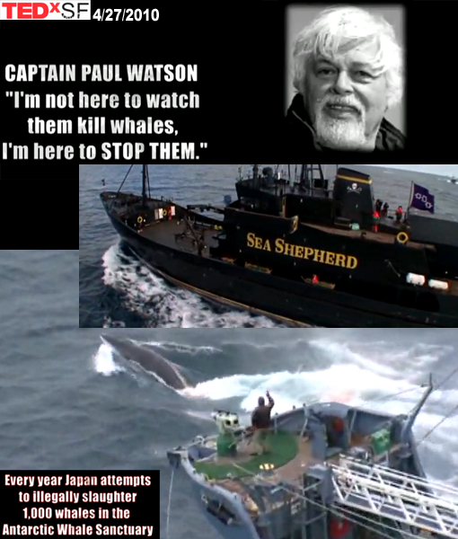 Captain Paul Watson 'not here to watch them kill whales, I’m here to STOP them.'