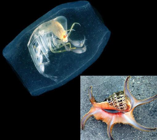 phronima sedentaria and spider conch