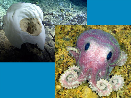 new species discovered during a deep-sea expedition off Canada's Atlantic coast