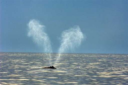 Signature V-shaped plumes of spray shoot from a North Atlantic right whale in the Bay of Fundy.