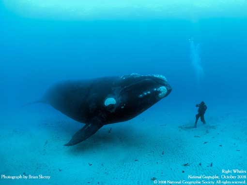 One whale repeatedly swam within inches of photographer Brian Skerry and assistant Mauricio Handler (pictured) as they dived off the Auckland Islands. “It looked at me with great curiosity,” Handler says. “No aggression.”