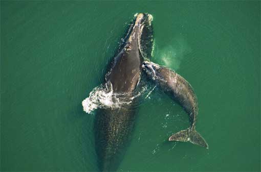 A female gets a playful bump from her new calf in warm shallows near Florida's Amelia Island.