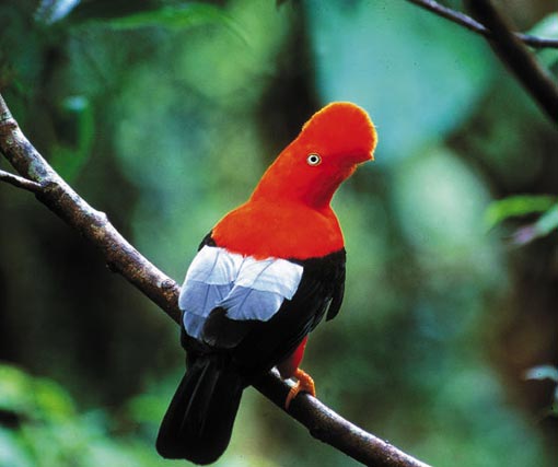 the male Andean cock-of-the-rock (Rupicola peruviana) has vivid orange or red plumage, while females are drab and brown. Manú National Park, Peru