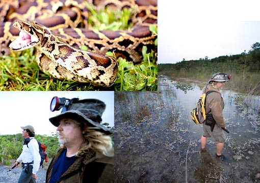 Top left: a 6 foot Burmese Python that Jeffrey Fobb captured a few days ago, and this is what the state is looking to eradicate from the glades; Bottom left: Jeffrey Fobb at left on the hunt with longtime friend and hunting partner Mike Tisdale in foreground; Right: Jeff Fobb is one of seven experts licensed to stalk and kill Burmese pythons in Florida's Everglades