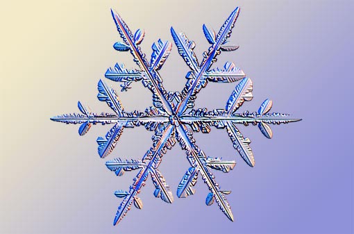 science of snowflakes: stellar dendrites