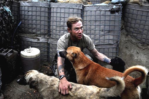At Patrol Base California, in the Pech Valley of Afghanistan, a number of stray dogs hang about, ‘waiting for food and company. Usually the soldiers welcomed them. But I was told that a few weeks earlier, when one of the dogs urinated on a soldier's cot, he and his buddies shot the dog to pieces.’