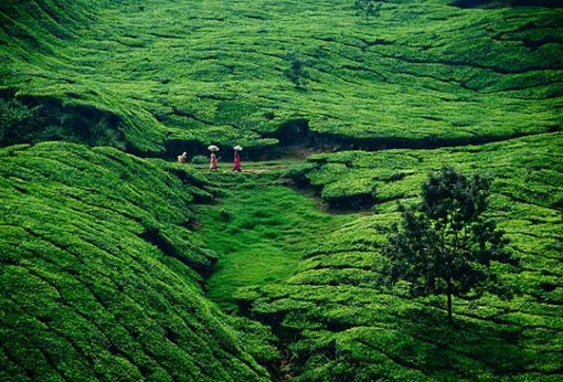 tea plantation in Munnar, Kerala