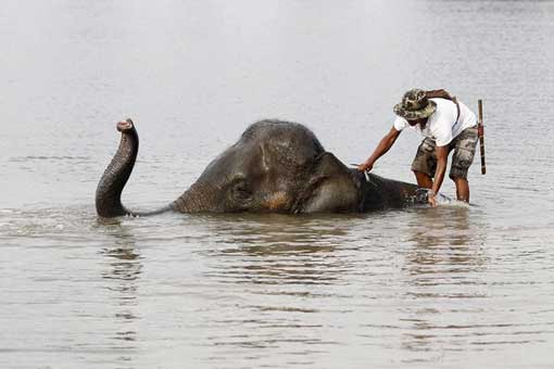 A mahout - or elephant keeper - stands on an elephant in Thailand's flooded Ayutthaya Province on October 13.