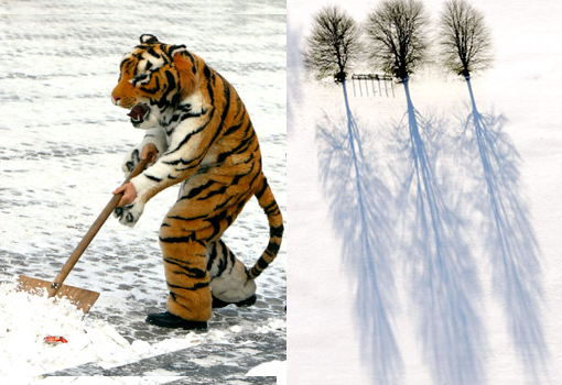 Left: An assistant of street photographer dressed as a tiger, chinese calender sign for 2010, helps a council worker to clean to clear snow. Right: Three trees cast their shadows across the snow covered fields.