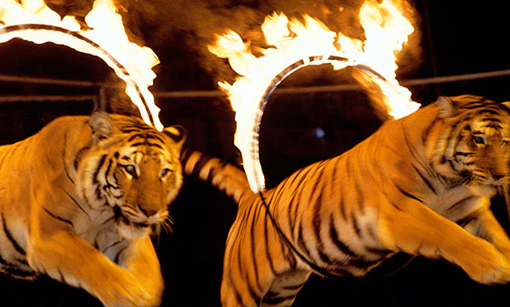 tigers get burned jumping through flaming hoops