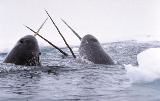 Narwhals breaching through a polynya, or hole in the Arctic sea ice.