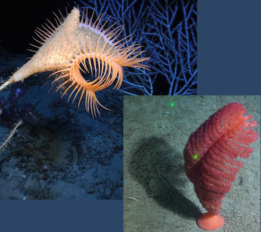 Gulf of Mexico's Venus flytrap anemone and unidentified sea pen