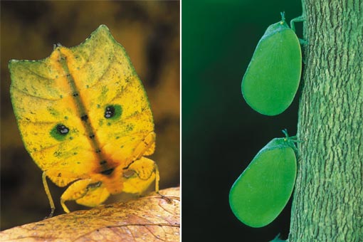left: walking leaves (Phyllidae) are closely related to stick insects. Crater Mountain, Papua New Guinea; right: only the inappropriate perch gives away these leaf bugs (Phromnia) in Ankarafantsika National Park, Madagascar