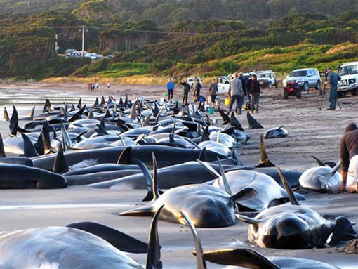about 50 of 194 pilot whales and seven dolphins stranded on King Island were still alive