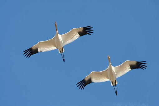 flying cranes