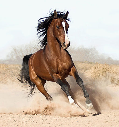 a majestic and elegant brown arabian horse galloping freely