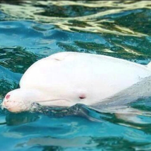 free rare albino dolphin Angel or watch her die
