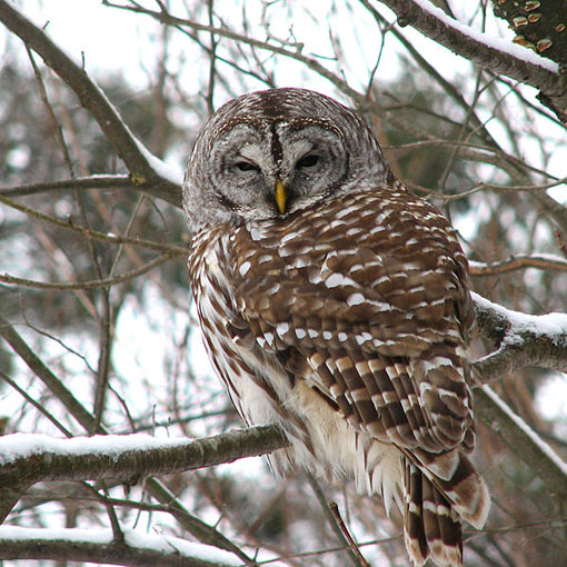 to save the endangered spotted owl, the Obama administration is moving forward with a plan to shoot barred owls (pictured), a rival bird