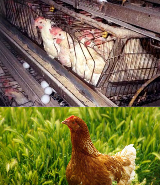 poultry industry: chickens in battery cages