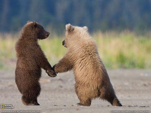 bears hand in hand