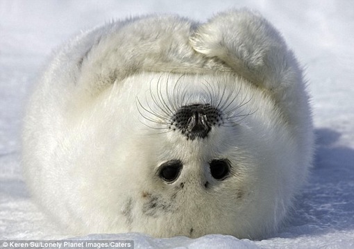 tickle my tummy: Harp Seal rolls over in Canada snowy wastelands, looks like he is asking for a belly rub
