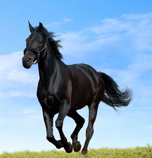 horse trotting on green grass under blue sky