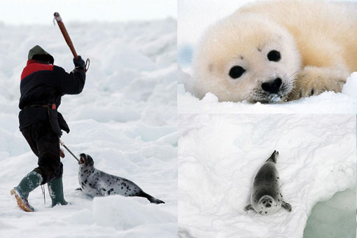 Every year in Canada, fishermen go to seal nurseries on the Front in Newfoundland and Labrador, and in the Gulf of St. Lawrence and kill hundreds of thousands of seals by clubbing and/or shooting them and then skinning them, sometimes while they are still alive.