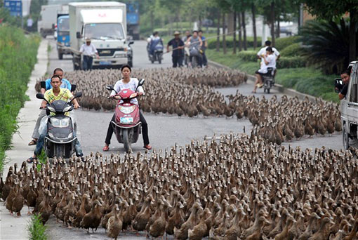 farmer herding 5000 ducks on a stroll to the pond