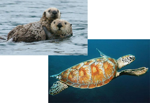 endangered species: sea otters and turtles