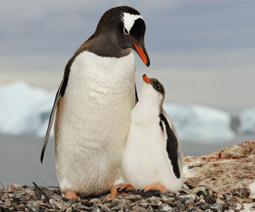 A gentoo penguin (Pygoscelis papua) mother stands with her chick in Antarctica.