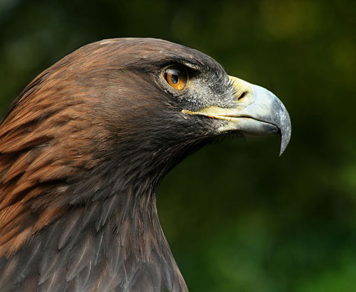 The golden eagle, Aquila chrysaetos, belongs to the family Accipitridae.