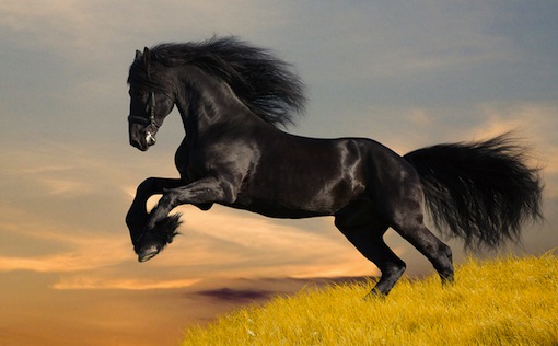 magnificent black stallion galloping on grass