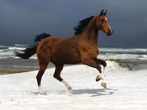 brown horse in gallop on the beach