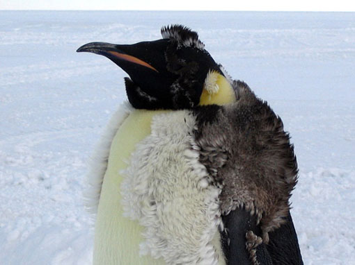 an emperor penguin loses its old feathers (the fluffy ones) as new ones grow in underneath