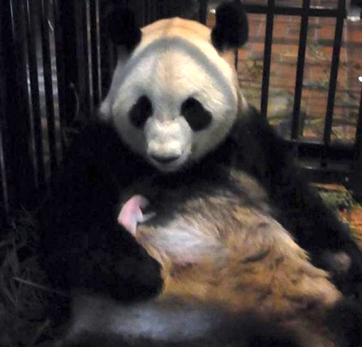 a tiny newborn panda cub clings to its mother, Shin Shin, at Ueno Zoo, Japan